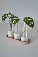 Propagia vase til stiklinger